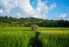 Government Reserve Rice Distribution In Nagan Raya Reaches 5,323 Kg