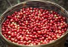 Indonesia eyes Gayo coffee to drive exports and raise farmer incomes