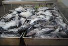 Simeulue Exports Tons of Fresh Fish to Japan